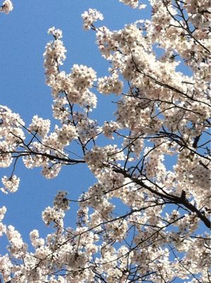 井之頭公園桜満開です_a0119753_13202526.jpg