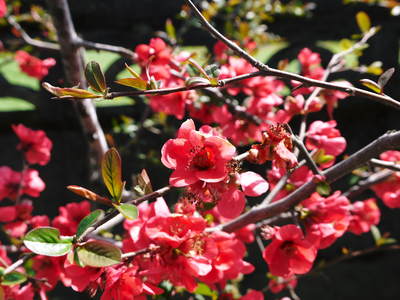 FLC日記 春の花畑_a0254656_1321518.jpg