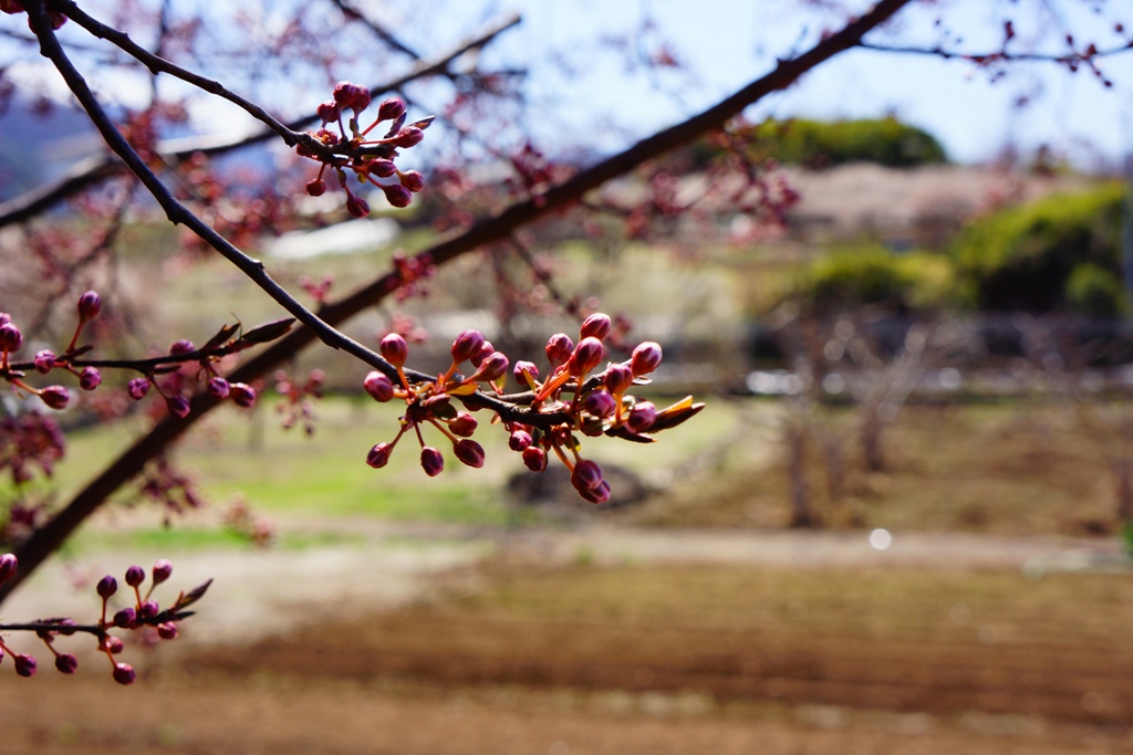 bud & flower（山梨県笛吹市境川町）_e0223456_9341244.jpg