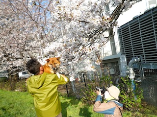 お花見＆お鼻見_f0034156_10112235.jpg