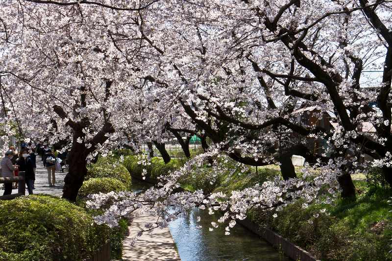 宿河原・二ヶ領用水の桜_f0044056_7265093.jpg