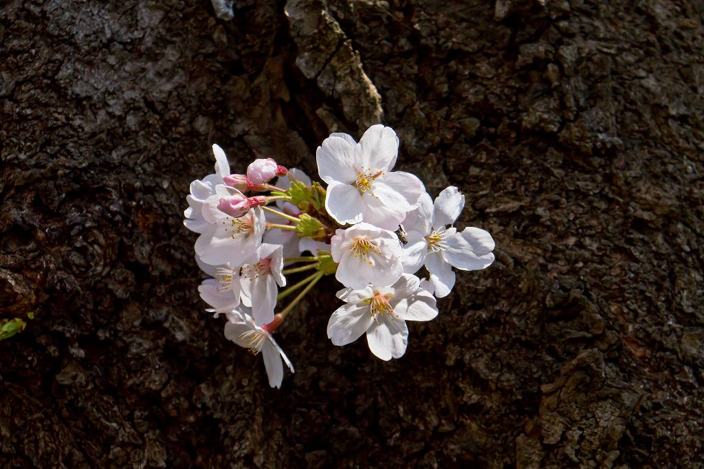 宿河原・二ヶ領用水の桜_f0044056_7515048.jpg