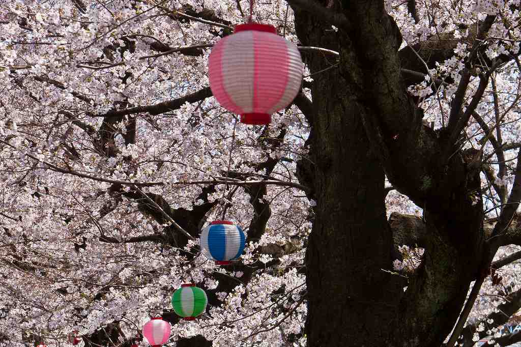 宿河原・二ヶ領用水の桜_f0044056_7535432.jpg