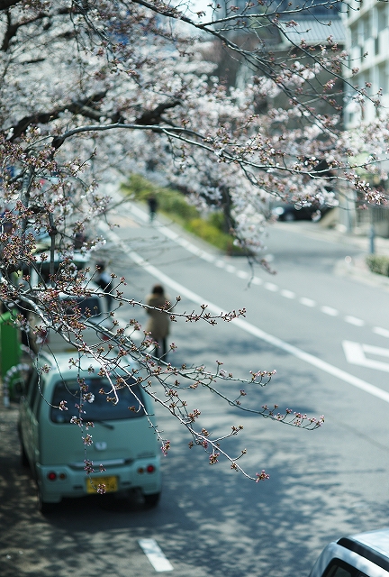 桜の季節だけれど_c0199857_20565019.jpg