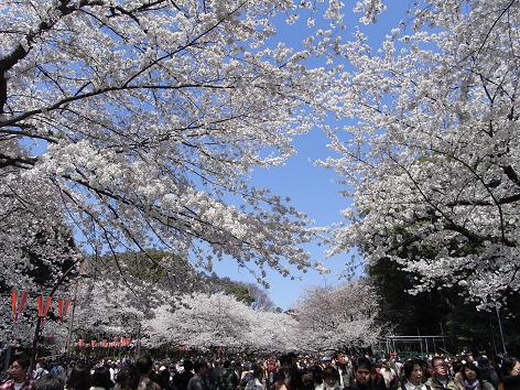 上野の桜　2012年春　その1～上野公園_e0047657_1435525.jpg