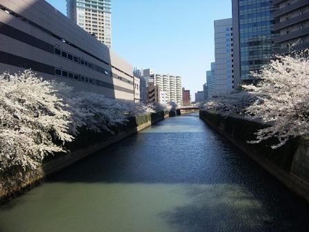 大崎の桜　2012年春　その1～目黒川_e0047657_2241841.jpg