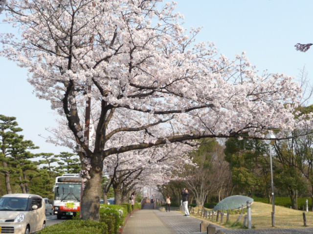 最も好きな花は＜桜＞_c0167359_1014390.jpg