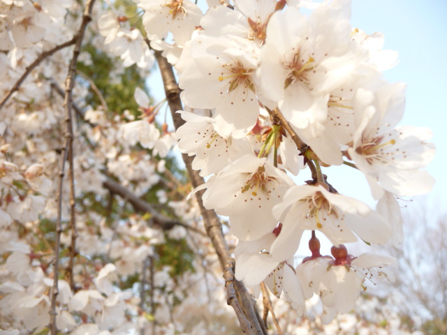 最も好きな花は＜桜＞_c0167359_1023747.jpg