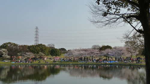 最も好きな花は＜桜＞_c0167359_102661.jpg