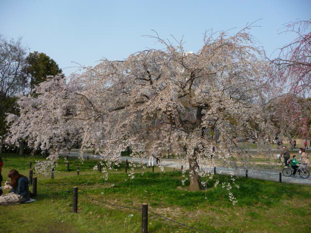 最も好きな花は＜桜＞_c0167359_103733.jpg