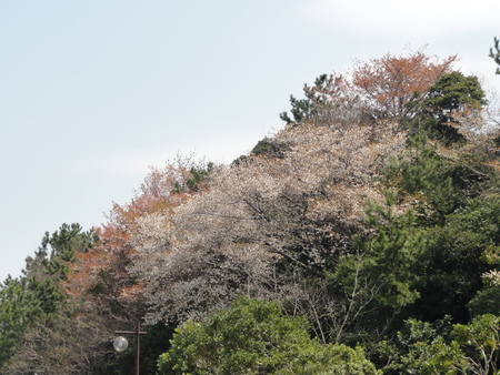 うみべの森を育てる会H２４年４月度運営委員会_c0108460_1531318.jpg