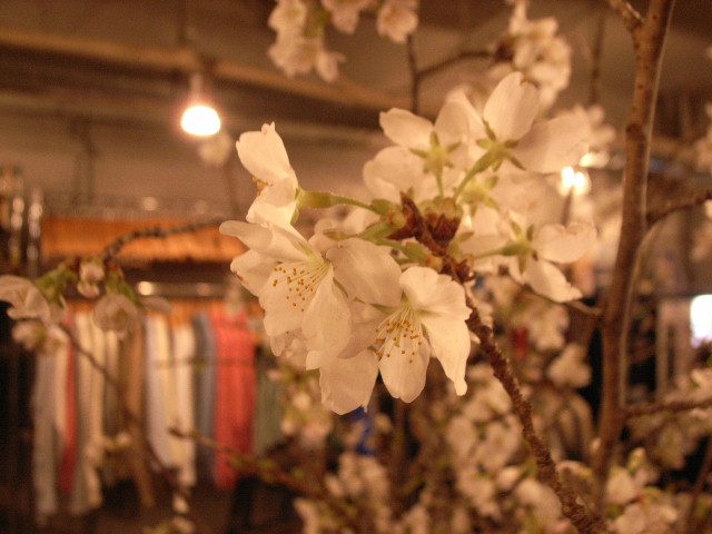 \"太陽はねえが桜はある\"ってこんなこと。_c0140560_15244618.jpg