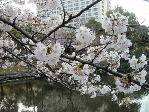 日比谷公園の桜_e0249060_131394.jpg