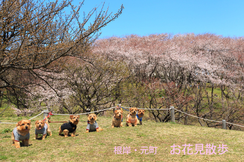 みんなでお花見 ♪_b0181761_1552274.jpg