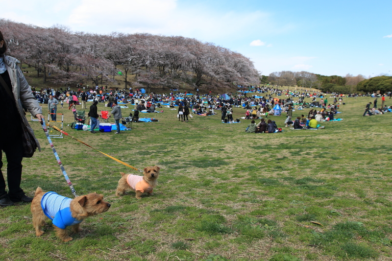 みんなでお花見 ♪_b0181761_15535898.jpg