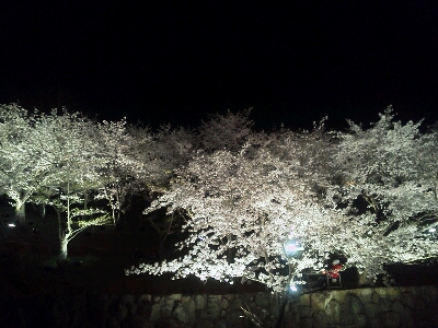 桜・桜・桜☆_c0239761_2333925.jpg