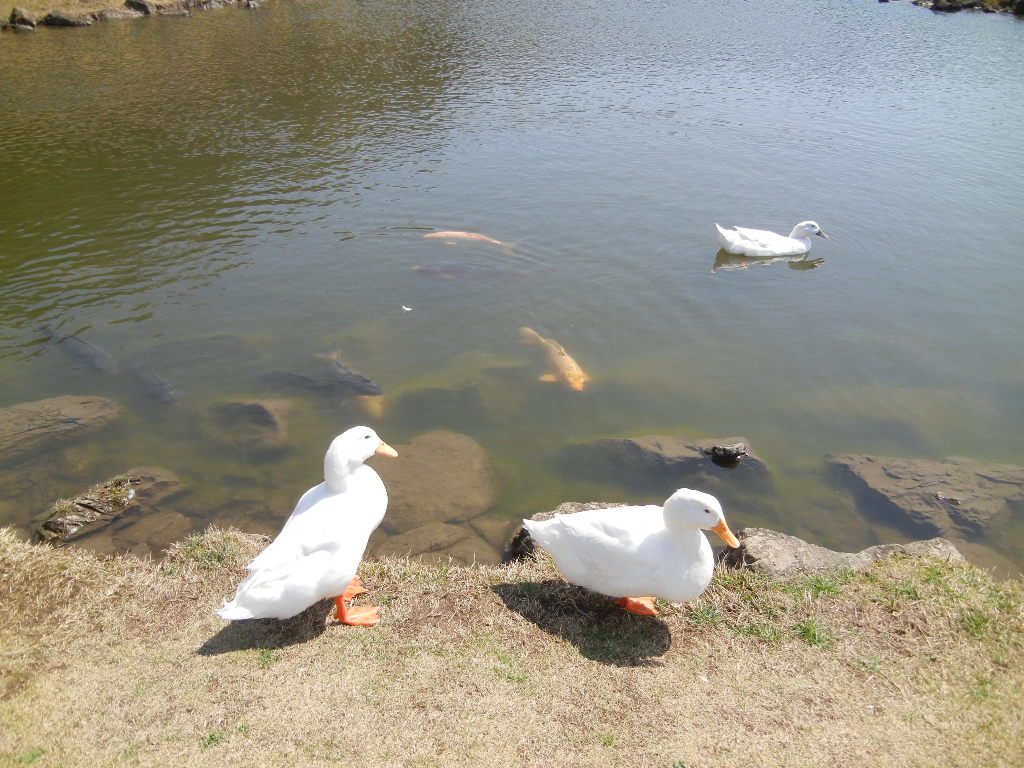 2012年4月9日(月)20度もあって暖かいYO!_f0060461_14475111.jpg