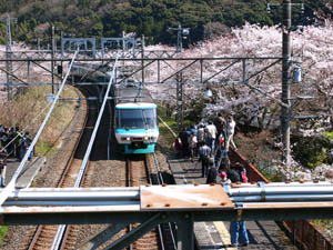 駅桜　山中渓_b0160363_9274837.jpg