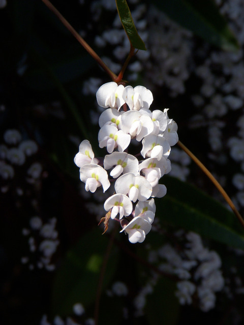 この花、な〜に？_c0135864_20263020.jpg