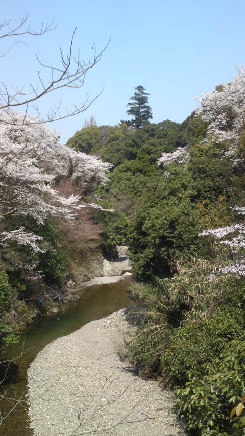 泉佐野・日根神社〜大井関の桜_e0136066_1717913.jpg