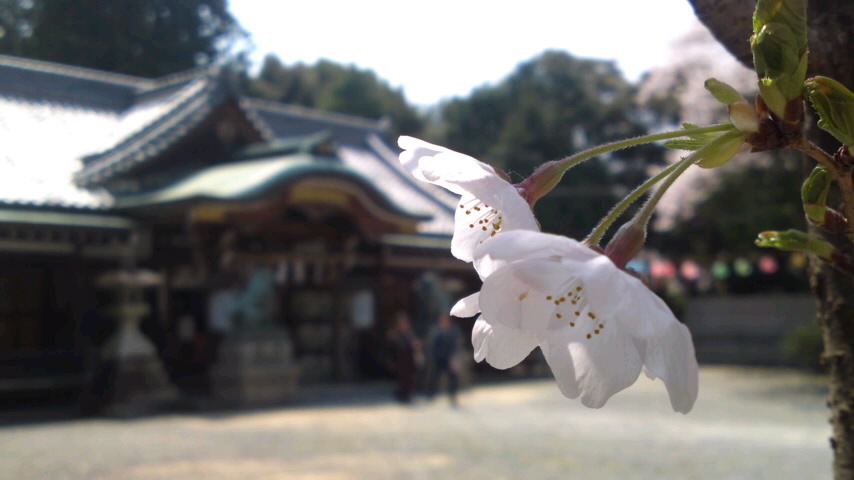 泉佐野・日根神社〜大井関の桜_e0136066_1717985.jpg