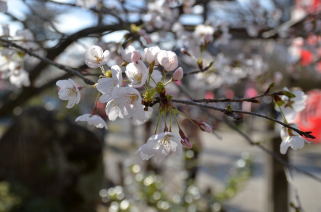 桃太郎公園でお花見_a0115667_22181695.jpg