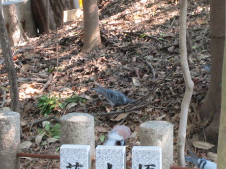 芦屋神社_f0205367_19532758.jpg
