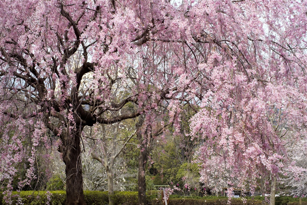 枝垂れ桜_d0175768_22104851.jpg