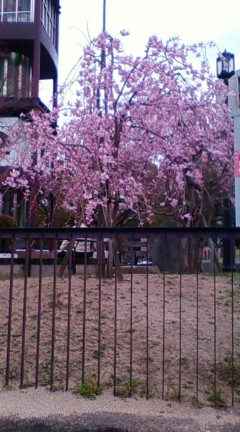 桜（2012/04/09）_b0018469_1954881.jpg