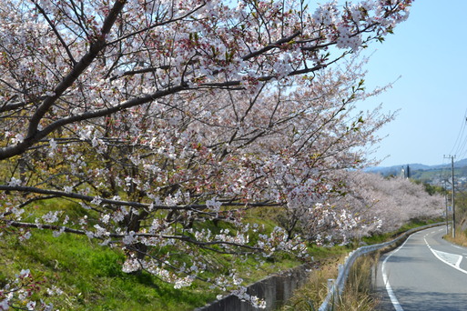 ４月８日（日）　花見日和_c0011169_9394586.jpg