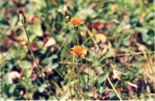 Wild Flowers_d0193569_8594525.jpg