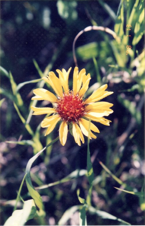 Wild Flowers_d0193569_859569.jpg