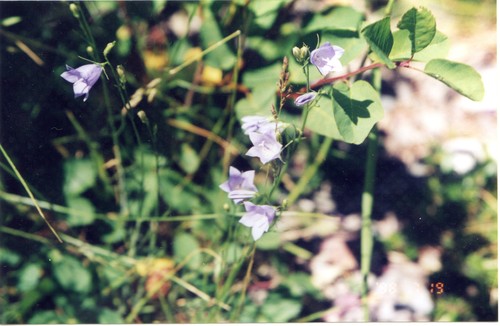 Wild Flowers_d0193569_902223.jpg