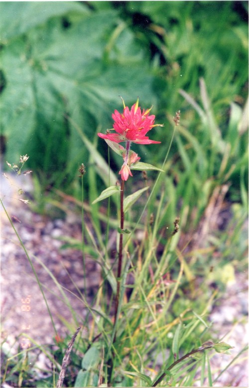 Wild Flowers_d0193569_904995.jpg