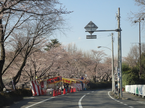 #80 SAKURA_a0209173_5581994.jpg