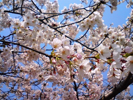 さくら満開　桜ノ宮にて　　　　２０１２－４－９_d0163073_1830309.jpg