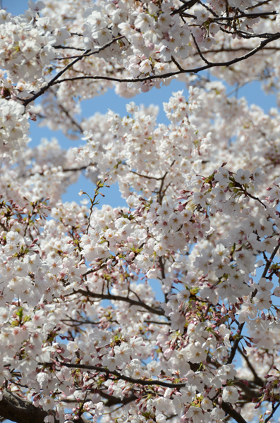 花の匂い_e0171573_0381051.jpg