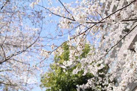 春のおさんぽ ～ 花の撮影 その２_f0123673_2355771.jpg