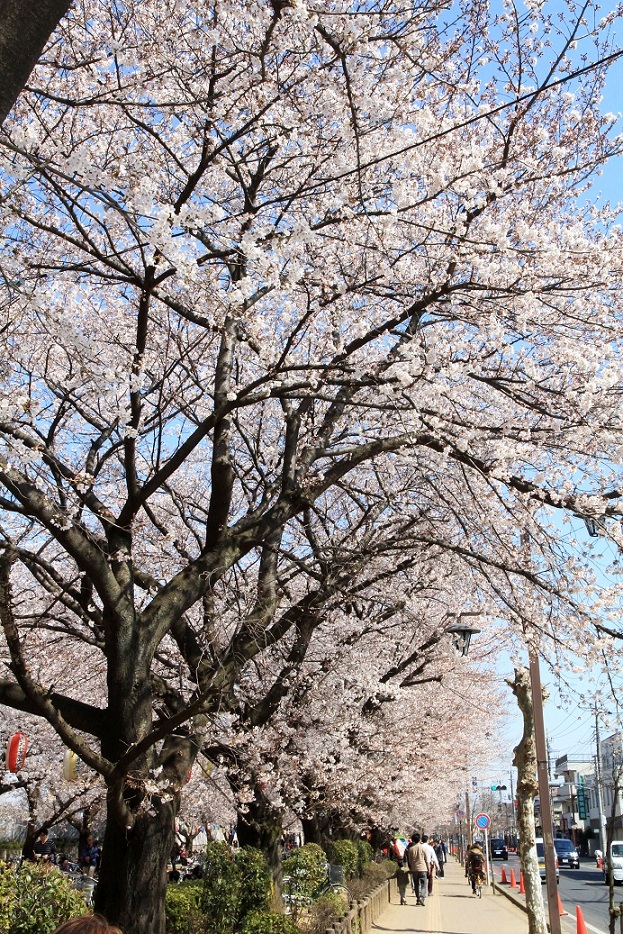 sakura sakura_a0107574_7374248.jpg