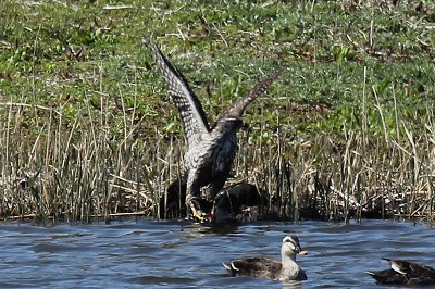 ★オオタカがカルガモを捕らえた!!! 先週末の鳥類園(2012年4月7-8日)_e0046474_23172143.jpg