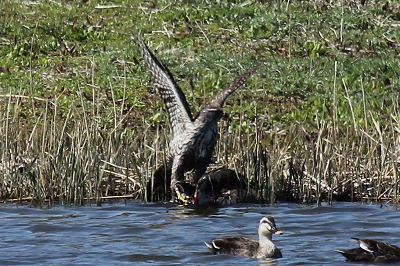 ★オオタカがカルガモを捕らえた！！！　先週末の鳥類園（2012年4月7-8日）_e0046474_23172143.jpg