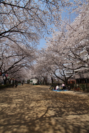 今日のワンコと桜_a0027275_2294779.jpg