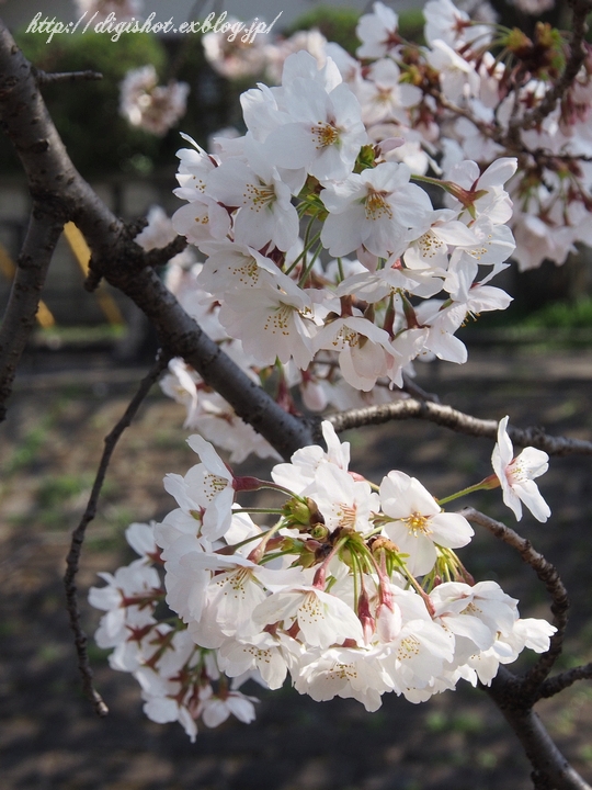 乞田川の桜　マイクロ一眼カメラの試し撮り_e0222575_17234329.jpg