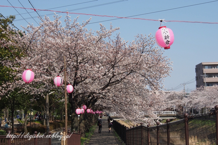 乞田川の桜　マイクロ一眼カメラの試し撮り_e0222575_17235499.jpg