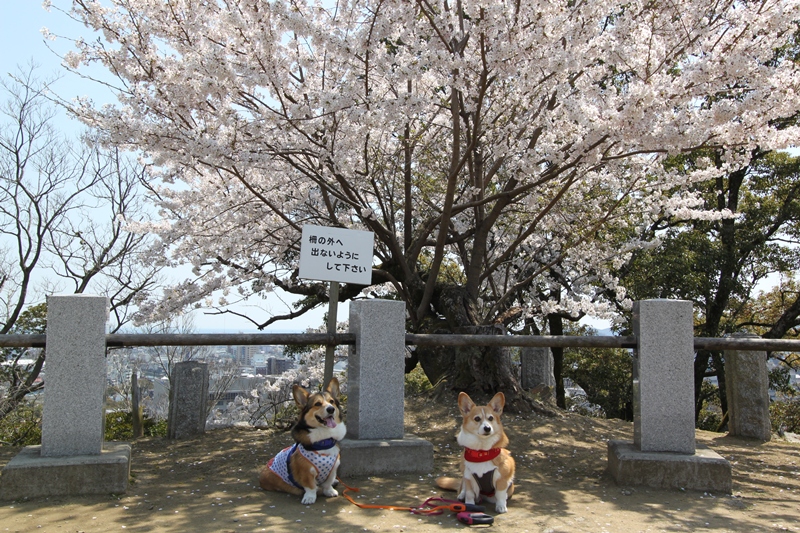 徳島観光～（＾－＾）_f0136675_943435.jpg