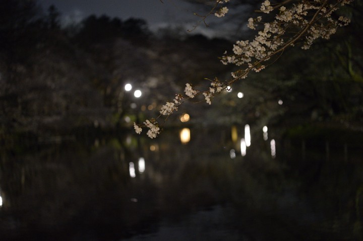 夜桜_20120405_その3_b0102780_8584515.jpg