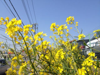 教室までの道_a0191183_1119672.jpg