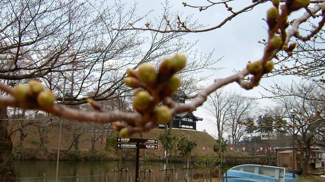 高田公園の桜！_e0065084_1840393.jpg