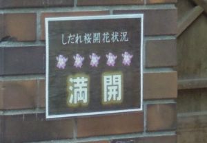 六義園のしだれ桜_e0030586_0332636.jpg
