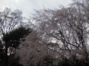 六義園のしだれ桜_e0030586_0332668.jpg